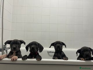 Mixed Breed dogs Cane corso cross Staffordshire bull terrier hybrid - Advert 9