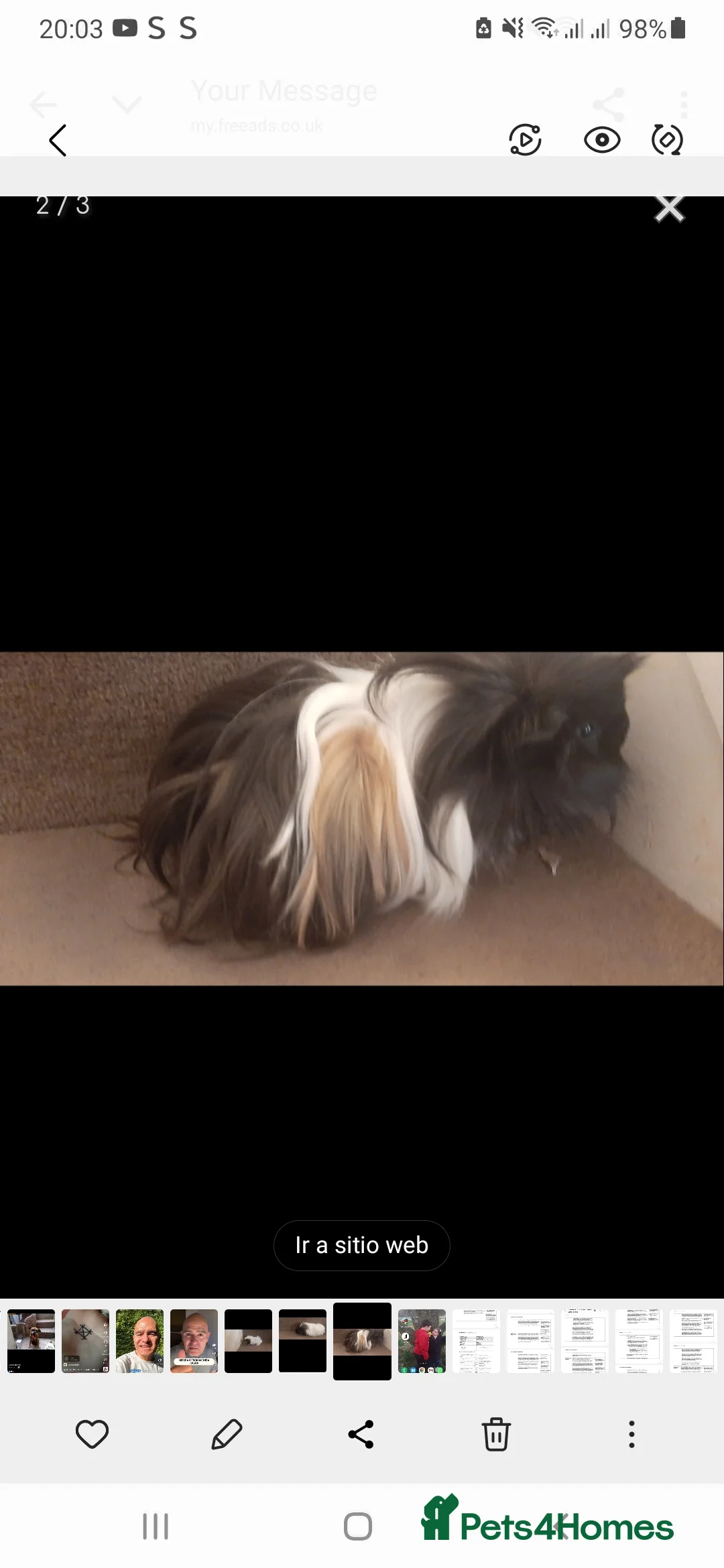 Guinea Pig rodents for sale: guinea pigs - Advert 2
