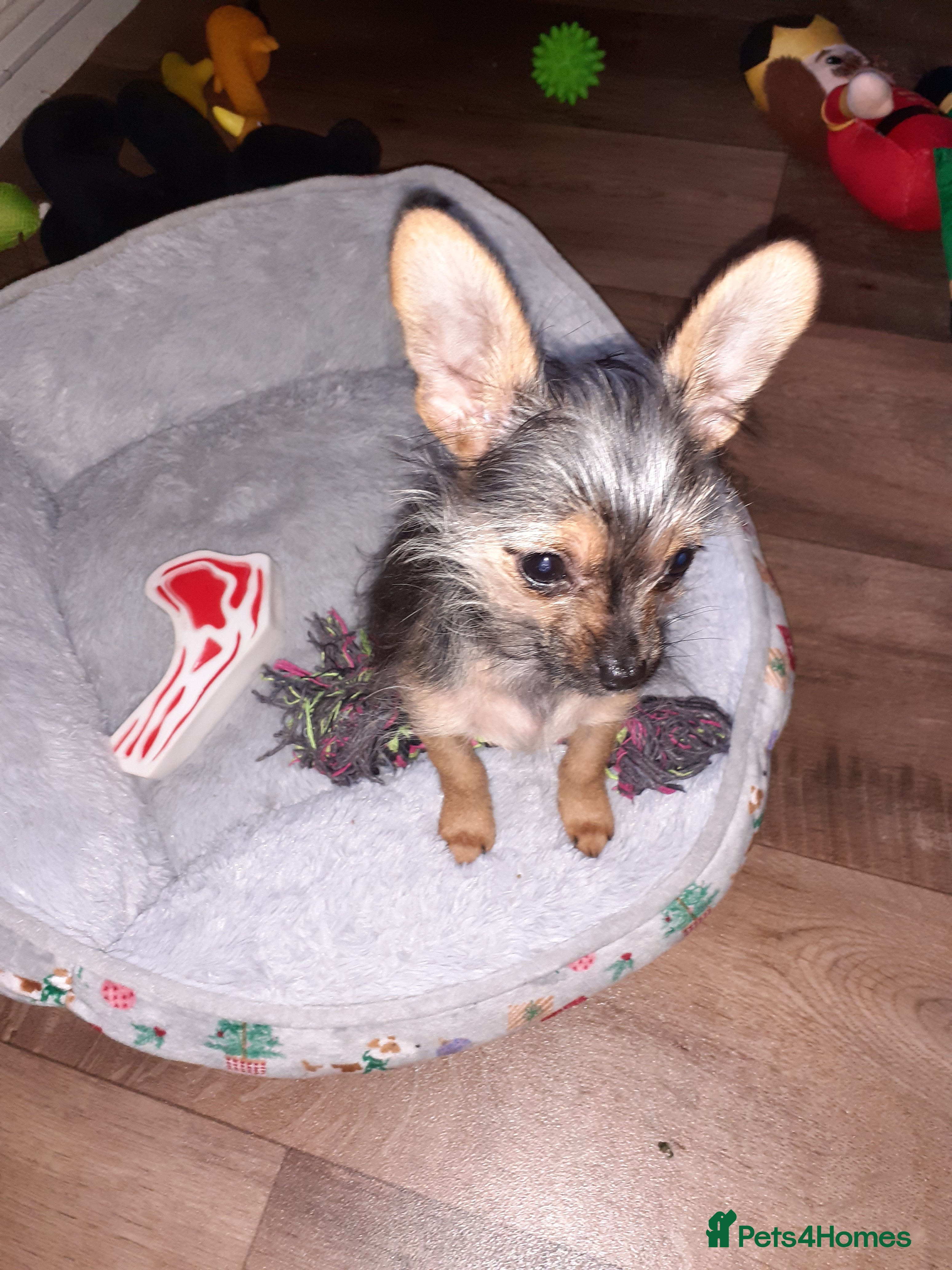 Chorkie dogs Chorkie - Advert 1