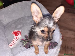 Chorkie dogs Chorkie - Advert 1