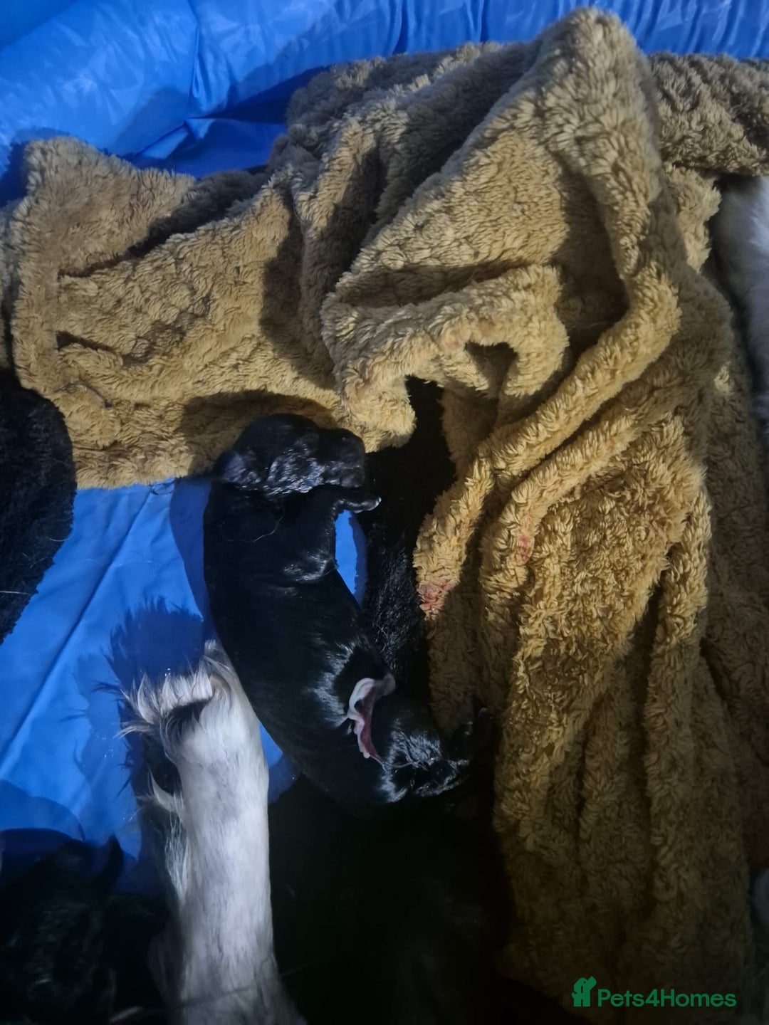 Mixed Breed dogs for sale: ​Beautiful Golden Retriever x Spaniel Pups - Advert 7