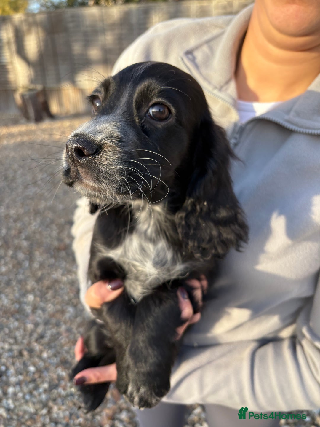 Cocker Spaniel dogs for sale: Cocker spaniel KC registered 1 boy & 1 girl left - Advert 4