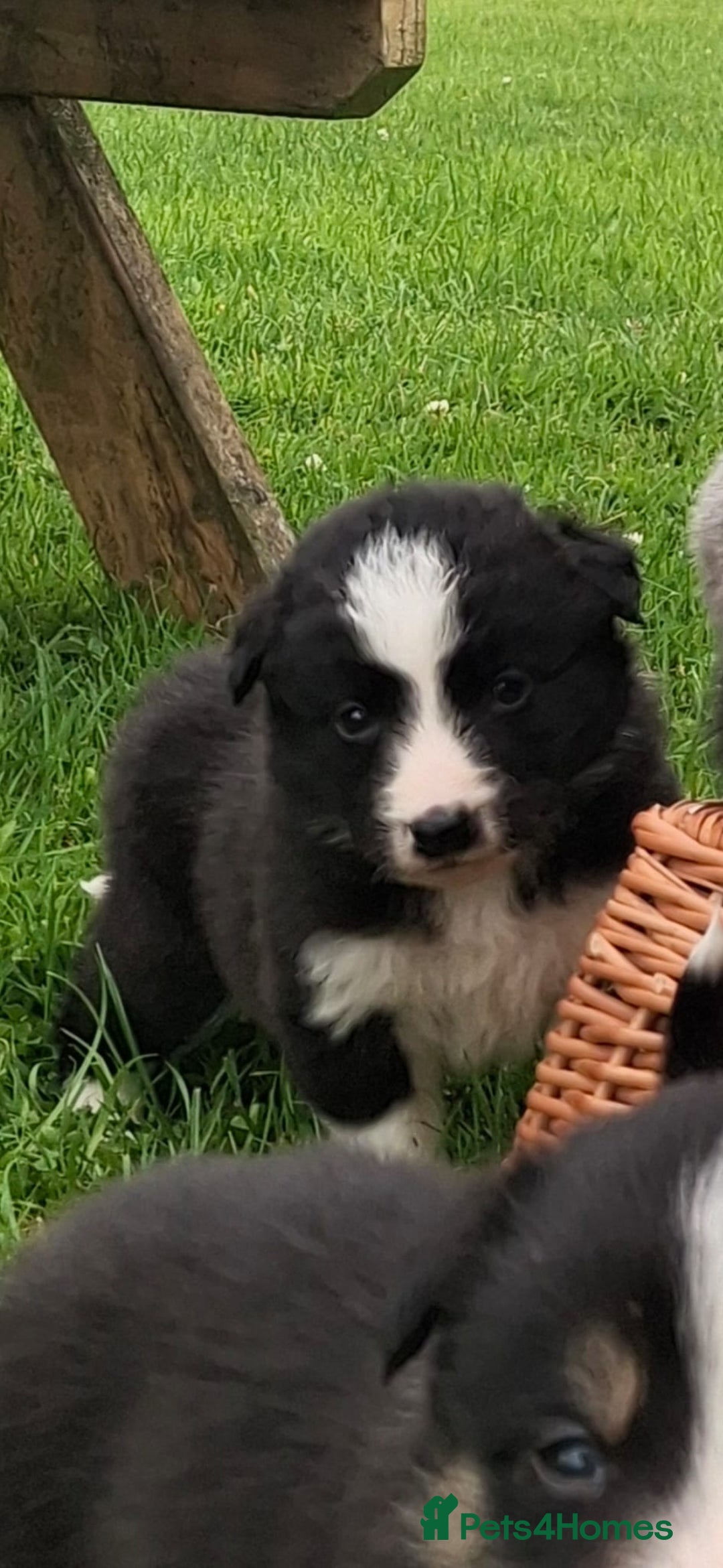 Border Collie dogs for sale: Border collie dog puppy - Image 3