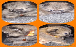 Pomeranian dogs for sale: Beautiful Pomeranians - Image 6