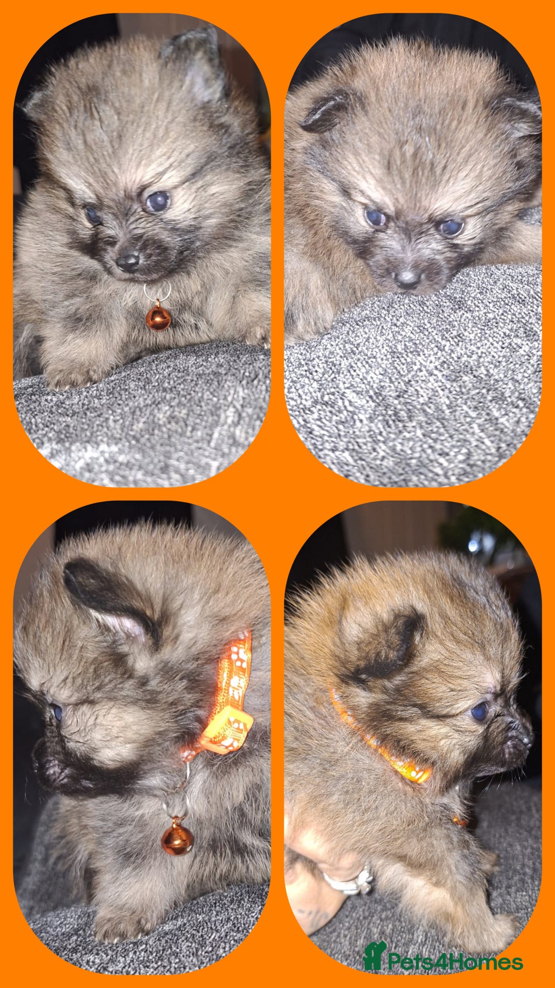 Pomeranian dogs for sale: Beautiful Pomeranians - Image 6