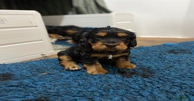 Cocker Spaniel dogs 2 super Black and Tan boy cocker spaniel puppies  - Advert 2