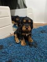 Cocker Spaniel dogs 2 super Black and Tan boy cocker spaniel puppies - Advert 2