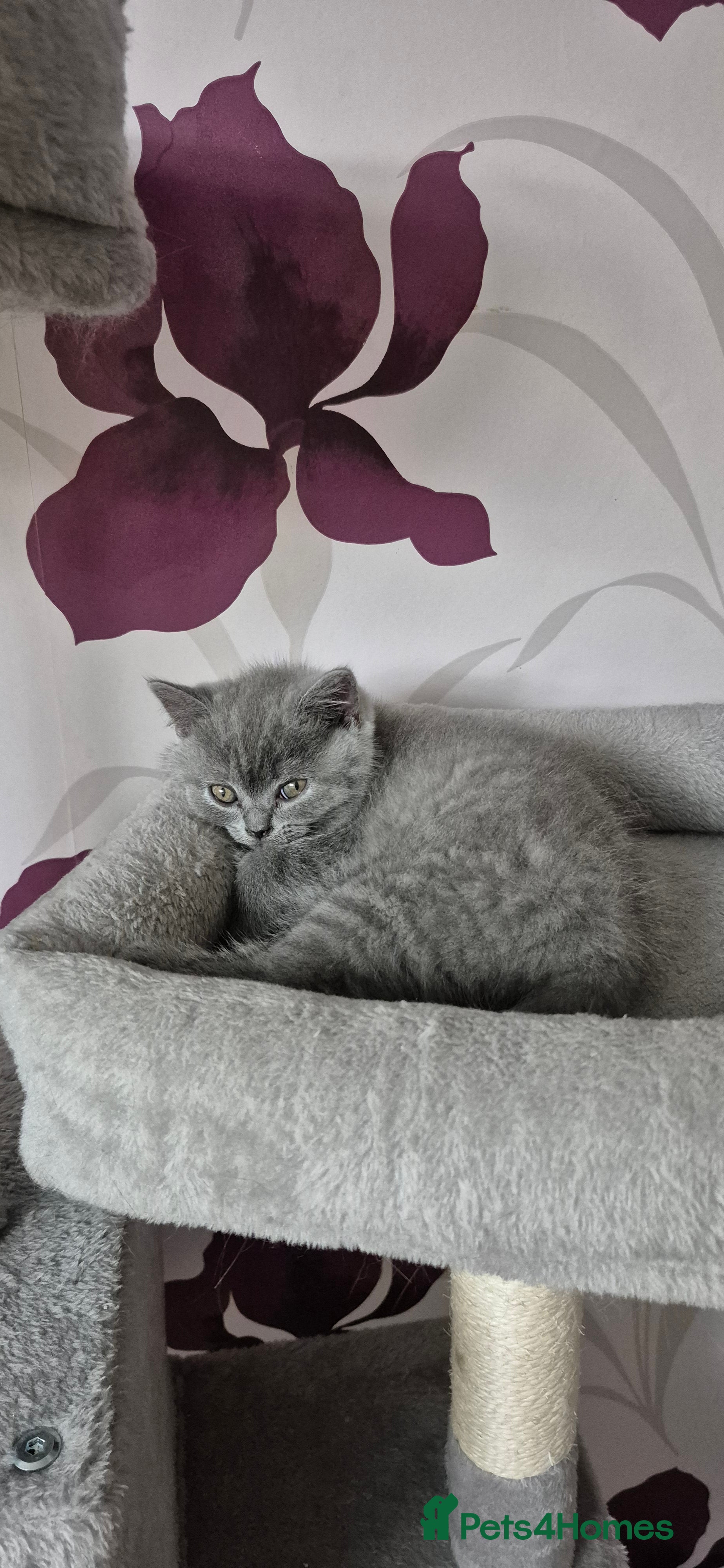 Kitten 1
