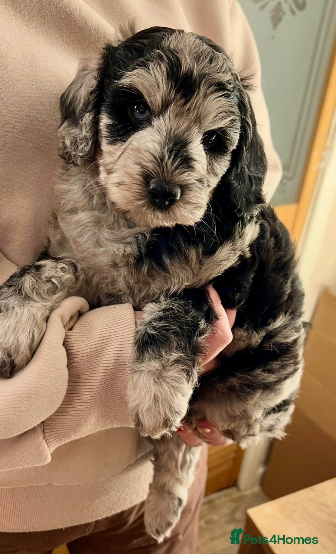 Labradoodle dogs for sale: F1b Labradoodles, Miniature Health tested parents - Advert 19