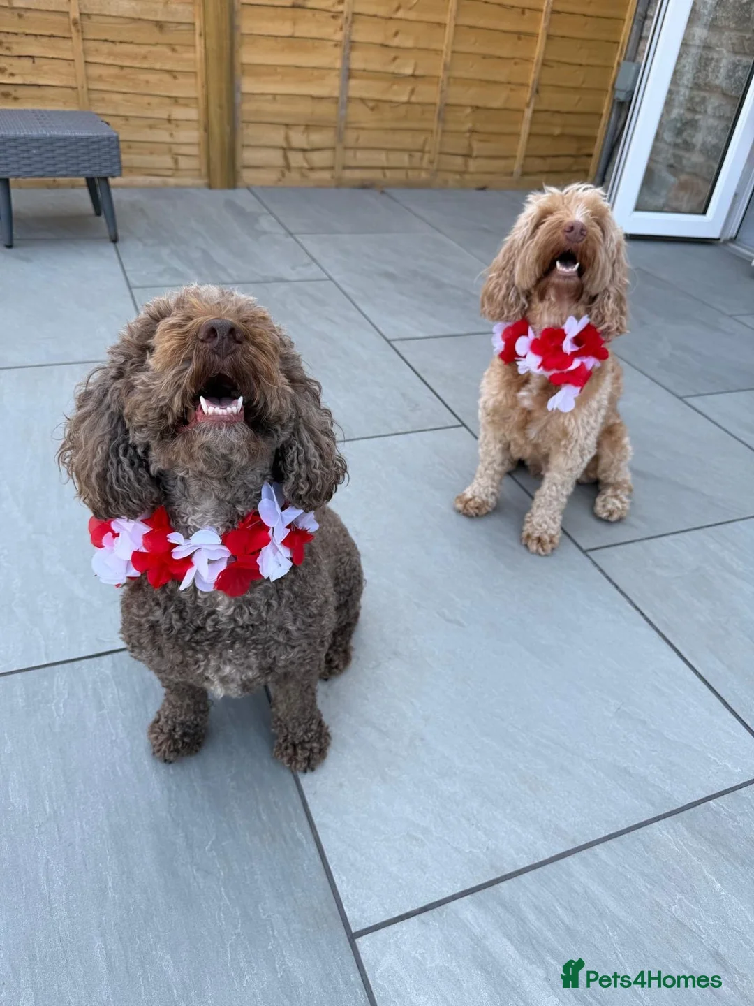 Cockapoo dogs for sale: Coco and willow in Bristol - Advert 5