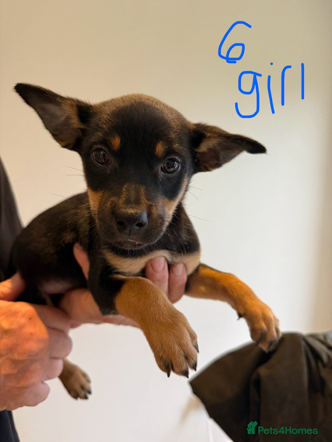 Australian Kelpie dogs for sale: Australian Kelpie puppies  - Image 14