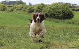 English Springer Spaniel dogs for sale: KC registered Springer spaniels puppies  - Image 19