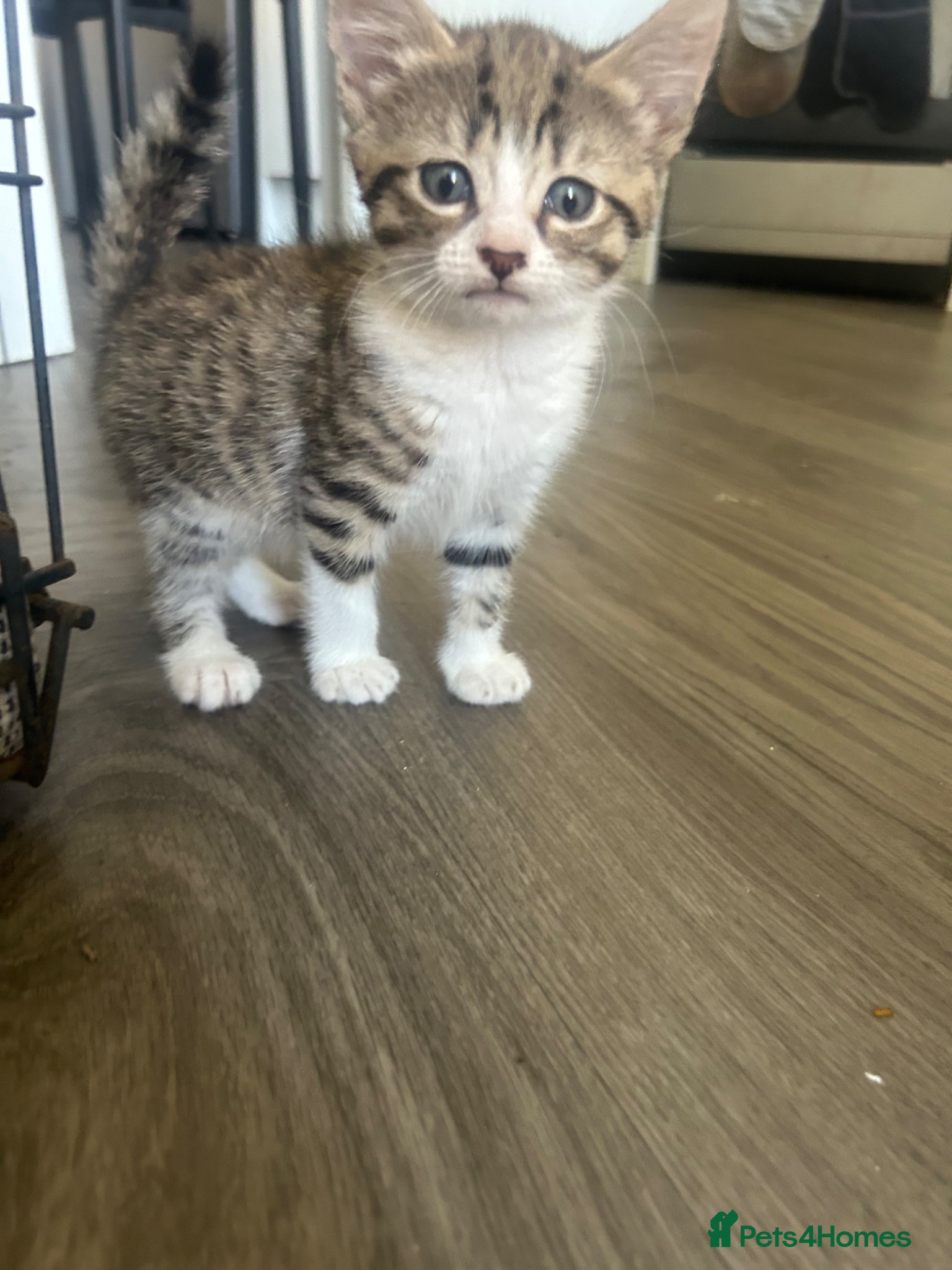 Norwegian Forest Cat cats 1 Norwegian Forrest long haired female left  - Advert 9
