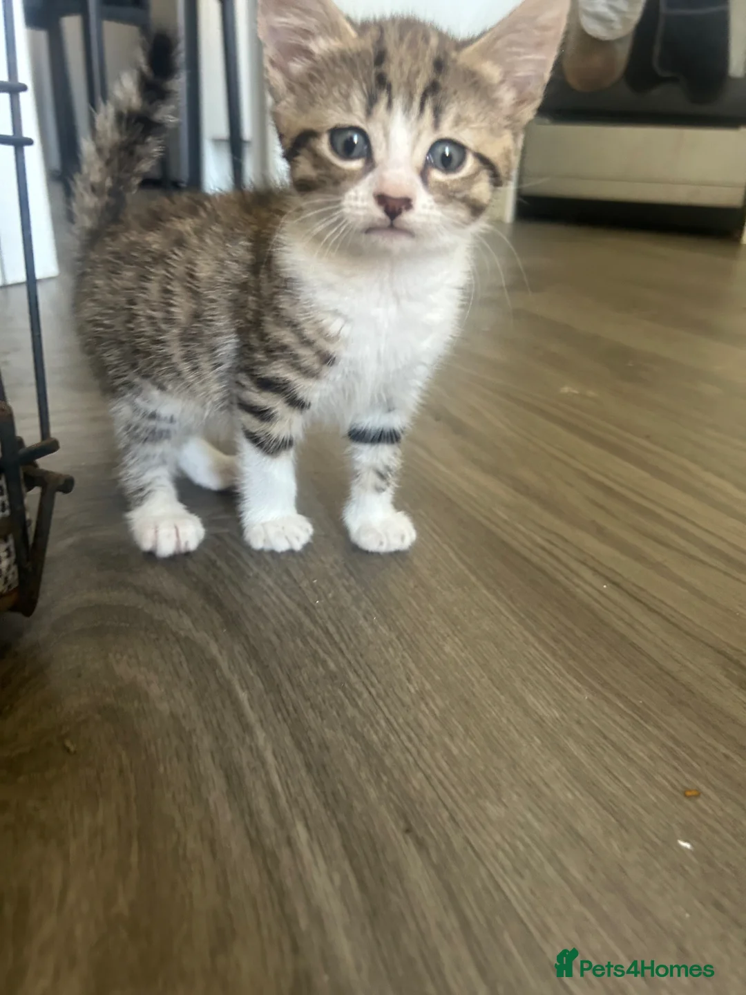 Norwegian Forest Cat cats for sale: 1 Norwegian Forrest long haired female left  - Advert 1