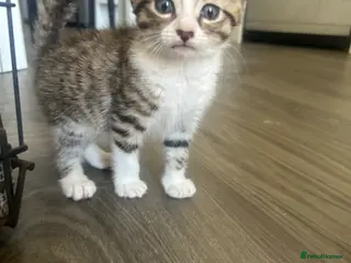 Norwegian Forest Cat cats 1 Norwegian Forrest long haired female left - Advert 3