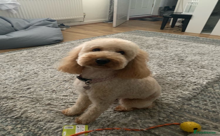 Cockapoo dogs - Advert 15
