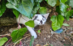 British Shorthair cats for sale: Kittens in Northampton - Image 9