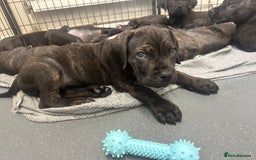 Cane Corso dogs for sale: READY REDUCED CANE CORSO - Image 1