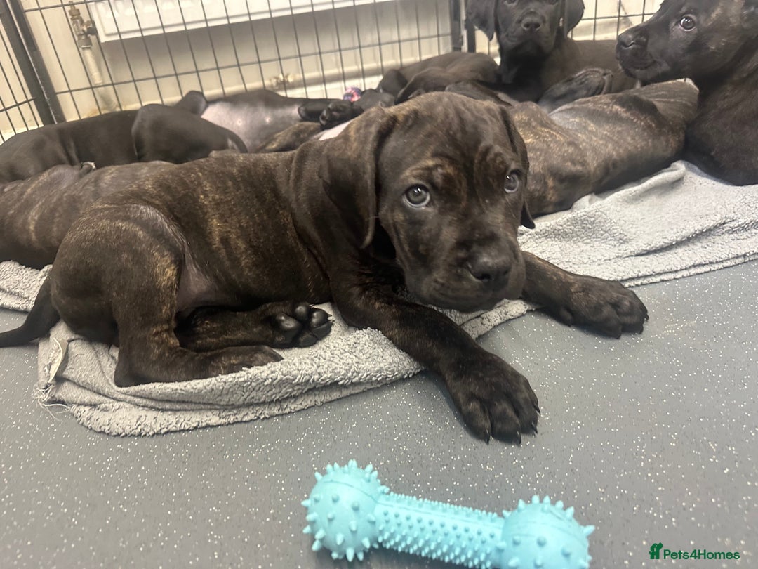 Cane Corso dogs for sale: READY REDUCED CANE CORSO - Image 1