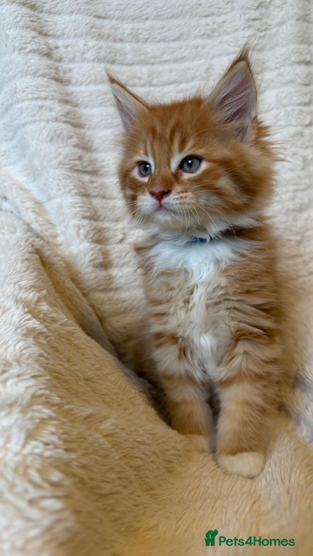 Maine Coon cats for sale: Beautiful friendly Maine Coon cross Kittens  - Advert 21