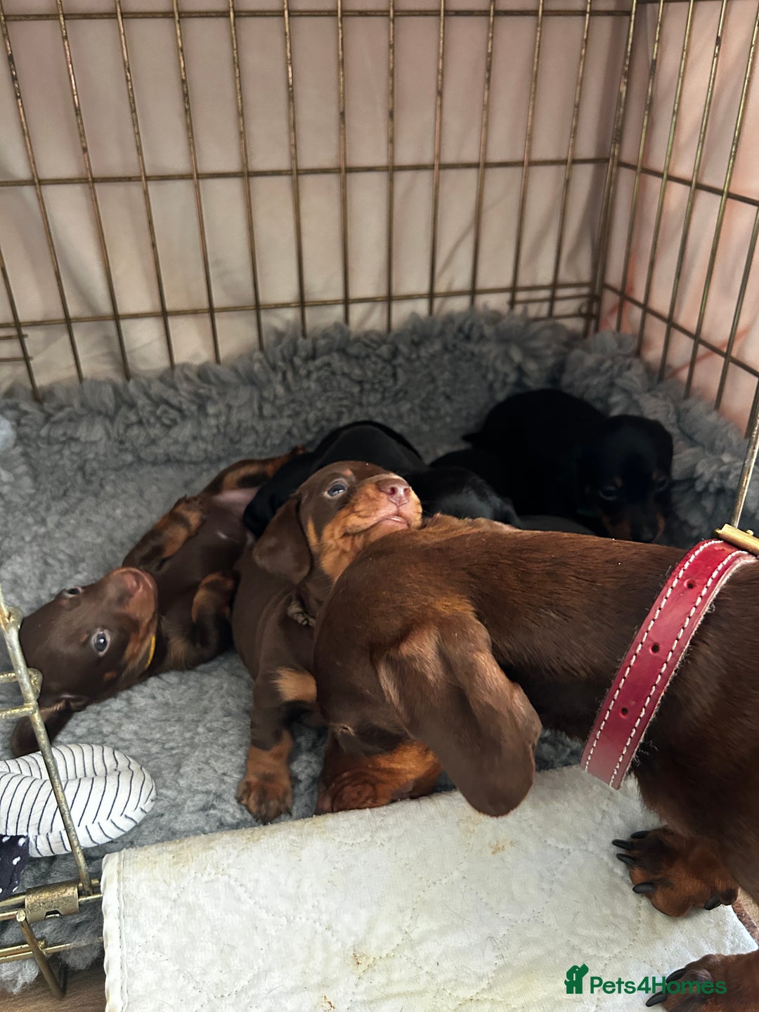 Miniature Dachshund dogs for sale: Miniature Smooth Dachshund puppies  - Image 3