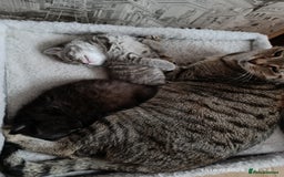 Mixed Breed cats for sale: Tabby girls kitten - Image 2