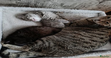 Mixed Breed cats - Advert 6