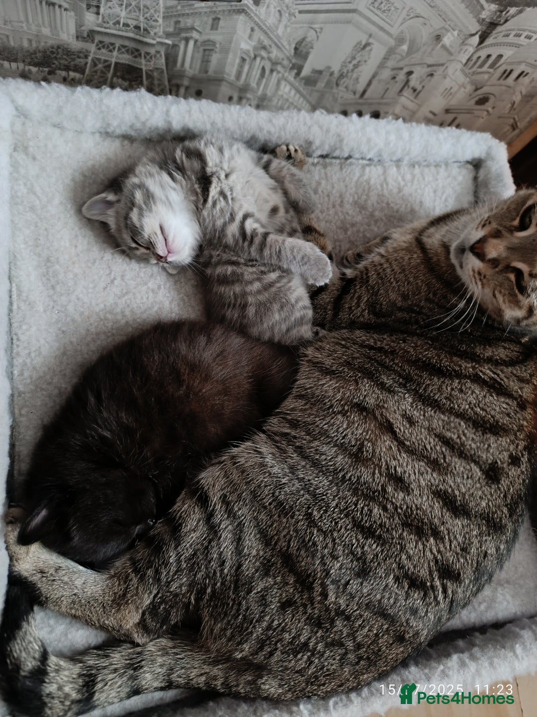Mixed Breed cats for sale: Tabby girls kitten - Image 2