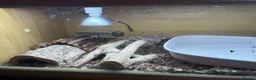 Skink reptiles for sale: Female Blue tongues skink and enclosure - Advert 4