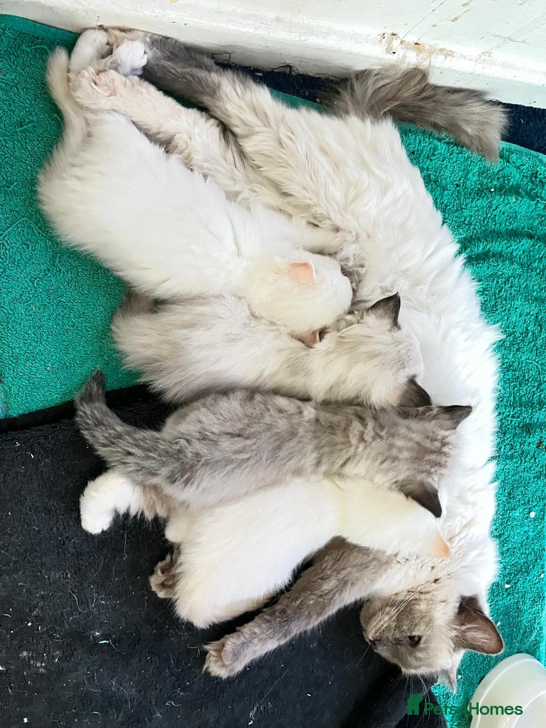 Ragdoll cats for sale: 4 Ragdoll Kittens - Advert 27