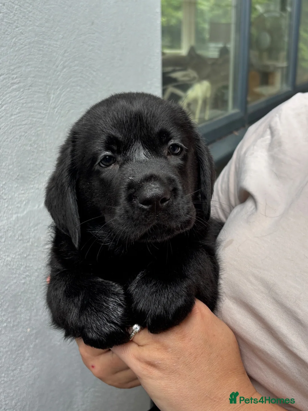 Labrador Retriever dogs for sale: Show type Black Labradors  - Advert 1