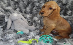 Cocker Spaniel dogs for sale: 🏆BEAUTIFUL COLOURS 🏆 SHOW TYPE COCKER SPANIELS - Image 13