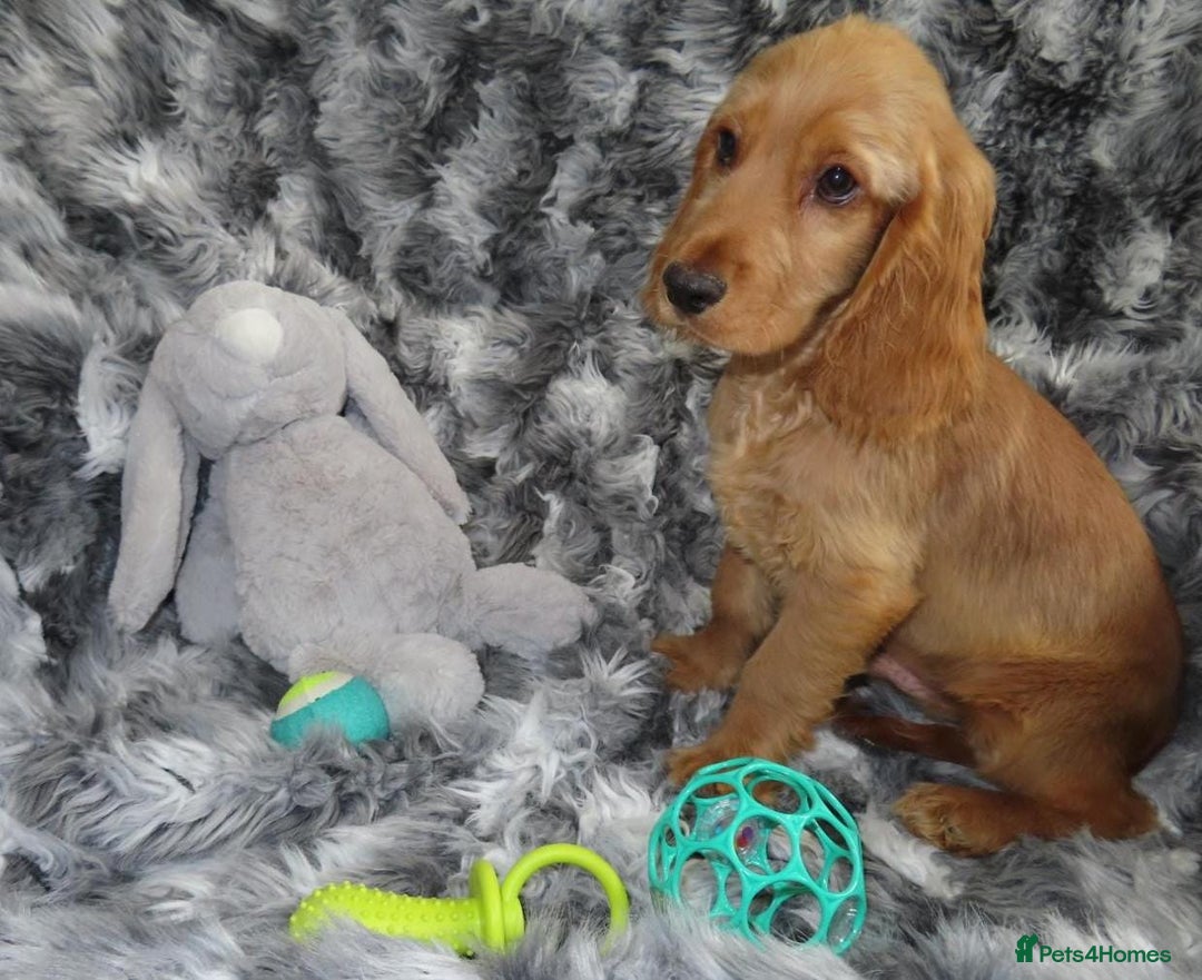 Cocker Spaniel dogs for sale: 🏆BEAUTIFUL COLOURS 🏆 SHOW TYPE COCKER SPANIELS - Image 13