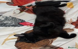 British Longhair cats for sale: Beautiful and affectionate neutered black cat - Image 2