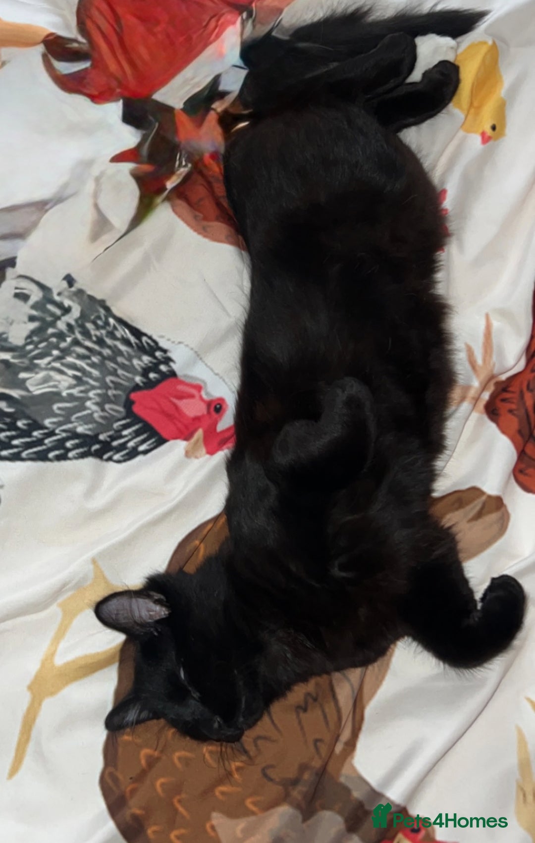 British Longhair cats for sale: Beautiful and affectionate neutered black cat - Image 2