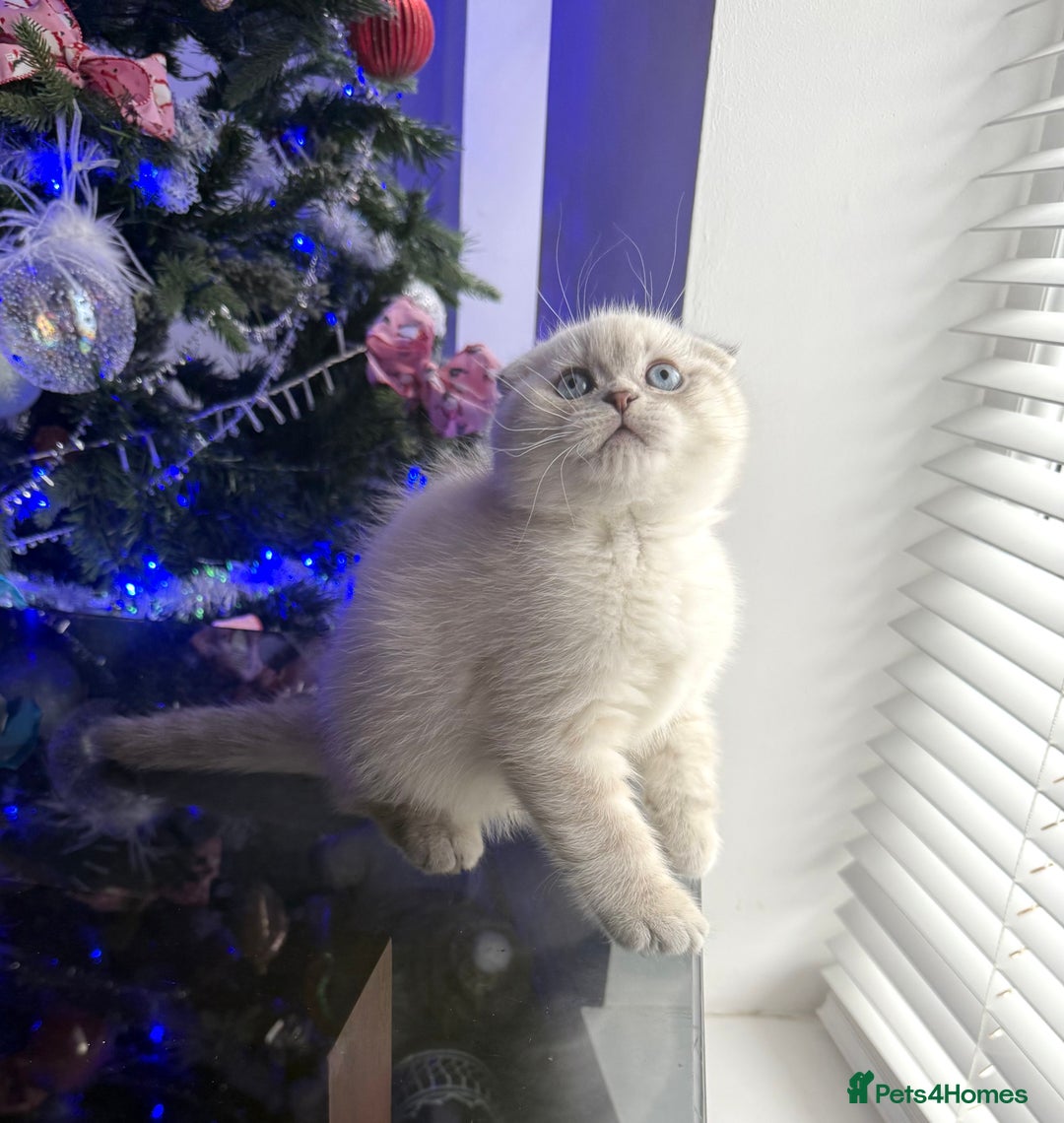 Scottish Fold cats for sale: 😻Stunning Pure breed Scottish fold kittens 😻 - Advert 31