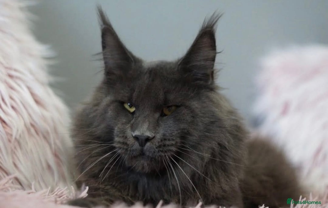 Maine Coon cats for stud: Stud service  - Advert 2