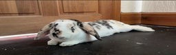 English Lop rabbits for sale: Lop looking for a new home - Advert 2