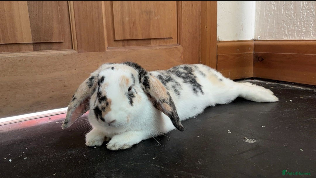 English Lop rabbits for sale: Lop looking for a new home - Image 2