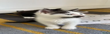 Kitten 2 (girl)