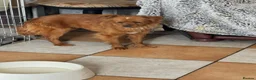 Mixed Breed dogs for adoption: Pretty Polly looking for love - Advert 15