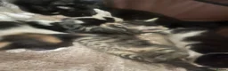 American Shorthair cats for sale: Kitten’s  - Advert 4