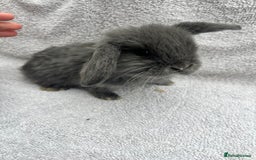 Mini Lop rabbits for sale: Mini lop bunnies  - Image 2