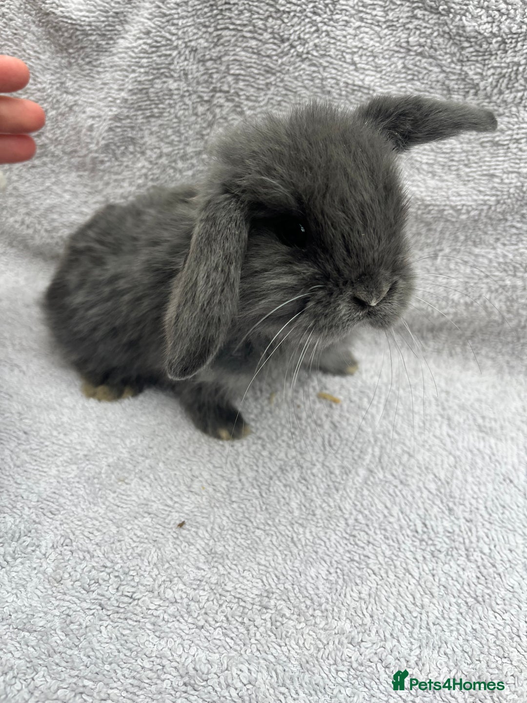Mini Lop rabbits for sale: Mini lop bunnies  - Image 2