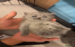 British Shorthair cats for sale: British short hair kittens  - Advert 14