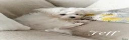 Maltese dogs for sale: FCI quality Maltese boy  - Advert 4