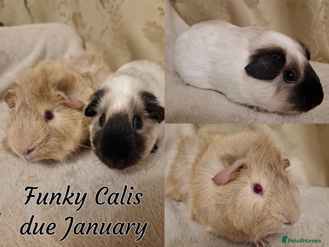 Guinea Pig rodents for sale: Sheltie Baby Guinea pigs Boys & Girls - Advert 7