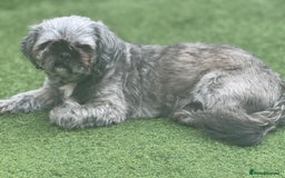 Shih Tzu dogs for sale: 2 dogs for rehoming  - Image 3
