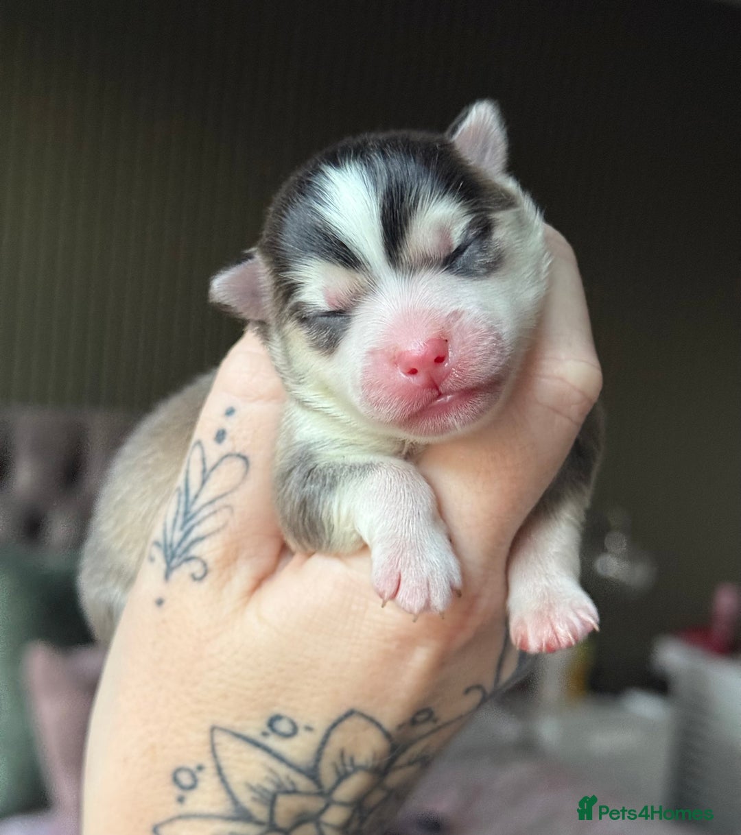 Pomsky dogs for sale: F3 Pomsky Puppies - ready in January! - Advert 1