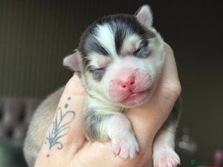 Pomsky dogs F3 Pomsky Puppies - ready 06/01/26 - Advert 1